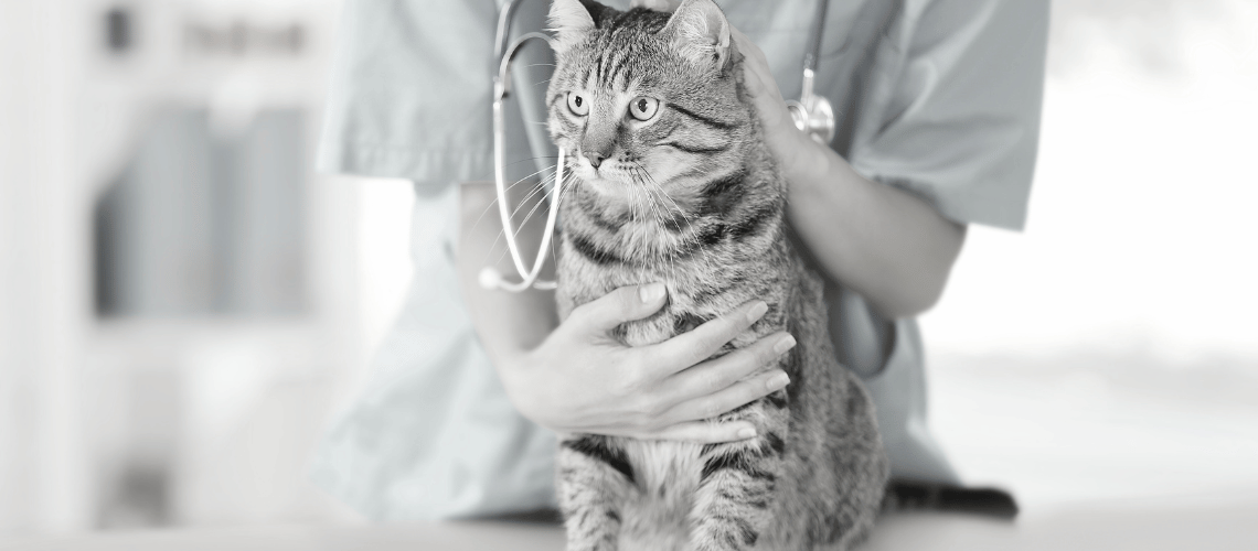 Vet tech with cat.