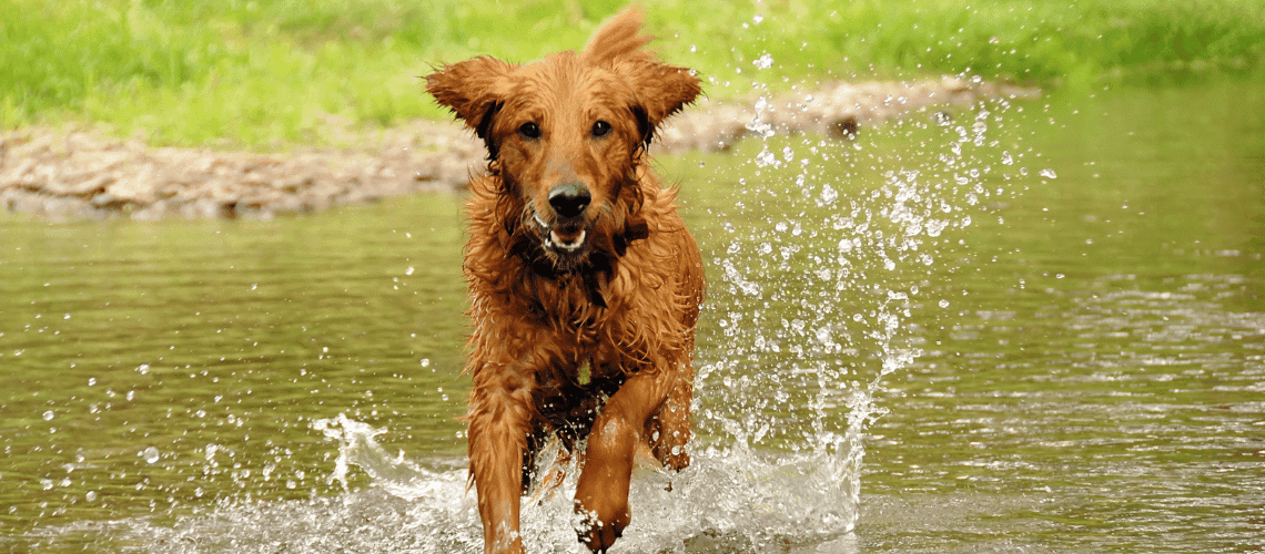 Irish Setter running in field.