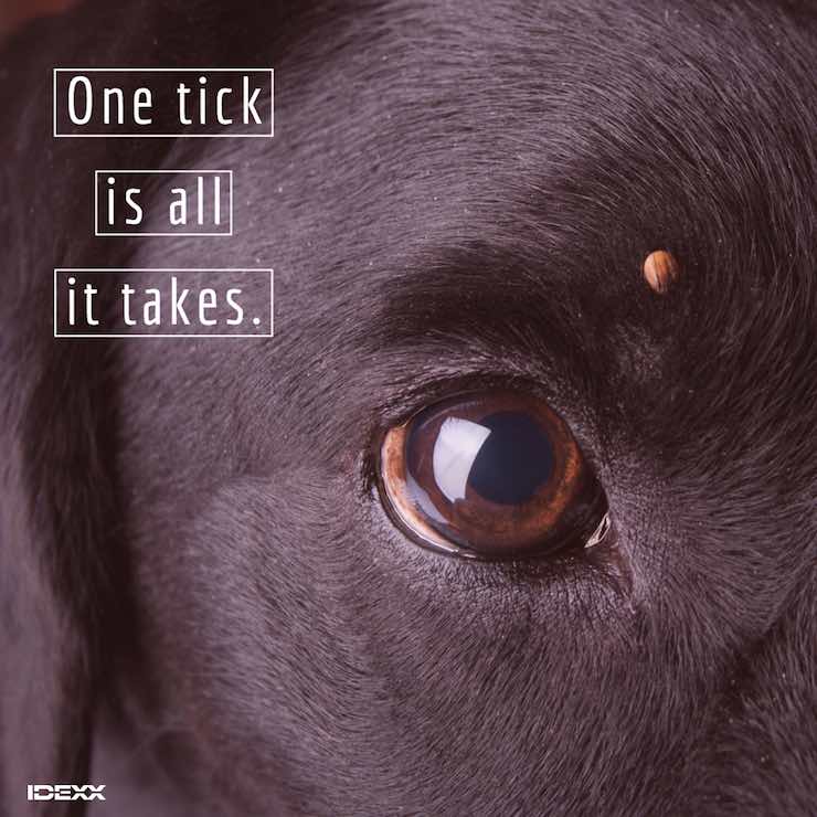 Close-up of black dog with tick above eye.