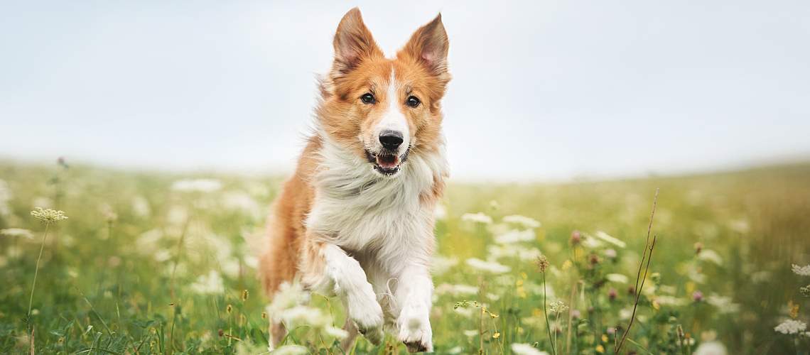 A Border Collie running in a meadow.
