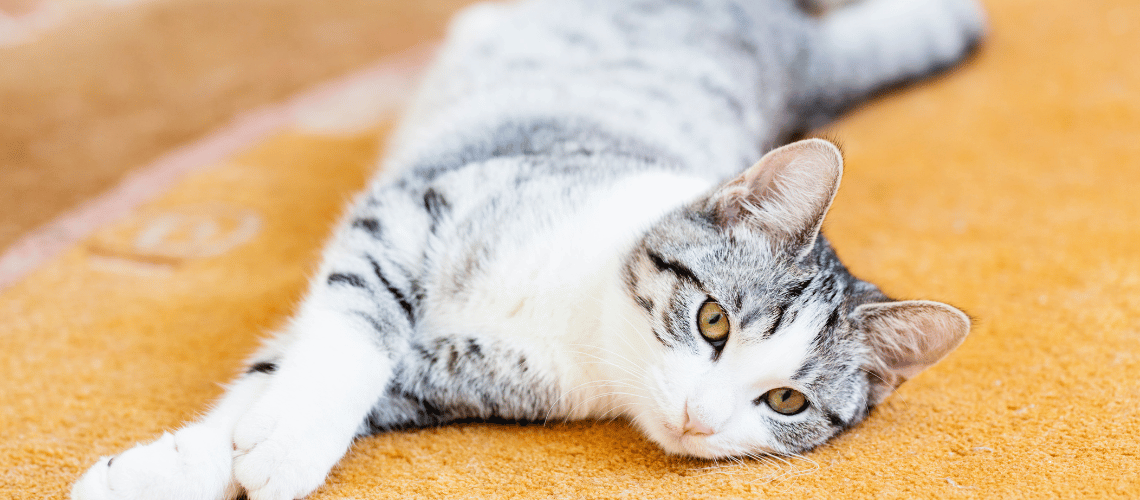 Cat stretching.