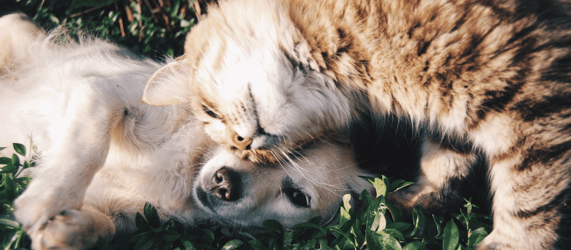 Puppy and kitten nudging heads.