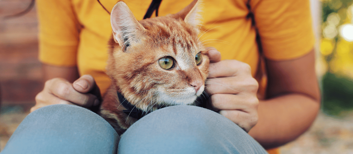 Woman with cat on her lap.