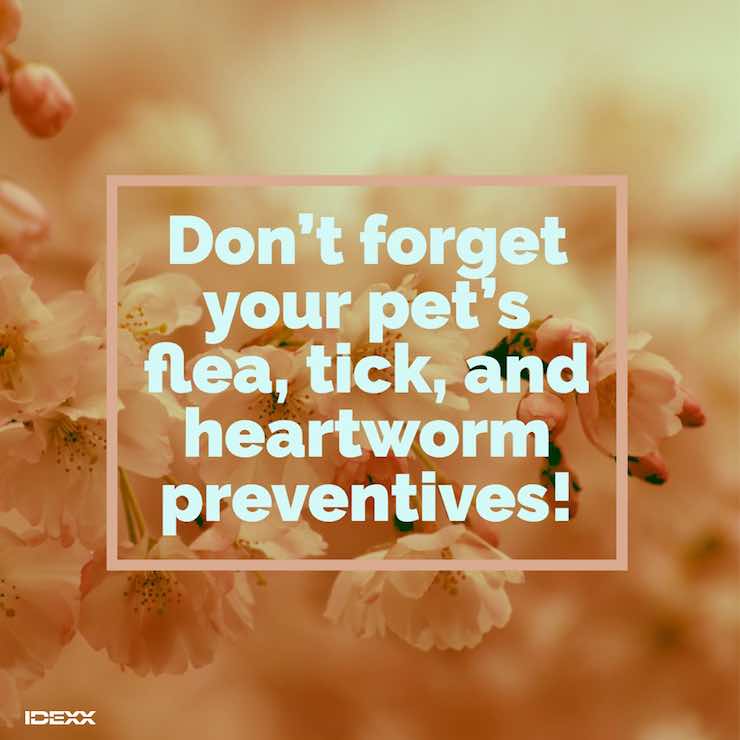 Social media post reminder for flea, tick, and heartworm preventives.