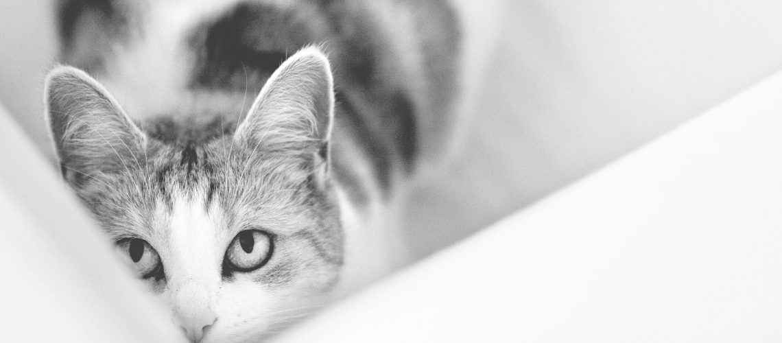 Curious cat.