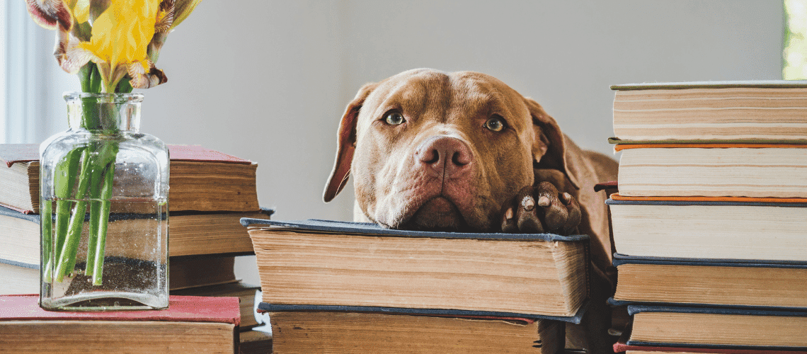 Dog with head on books.