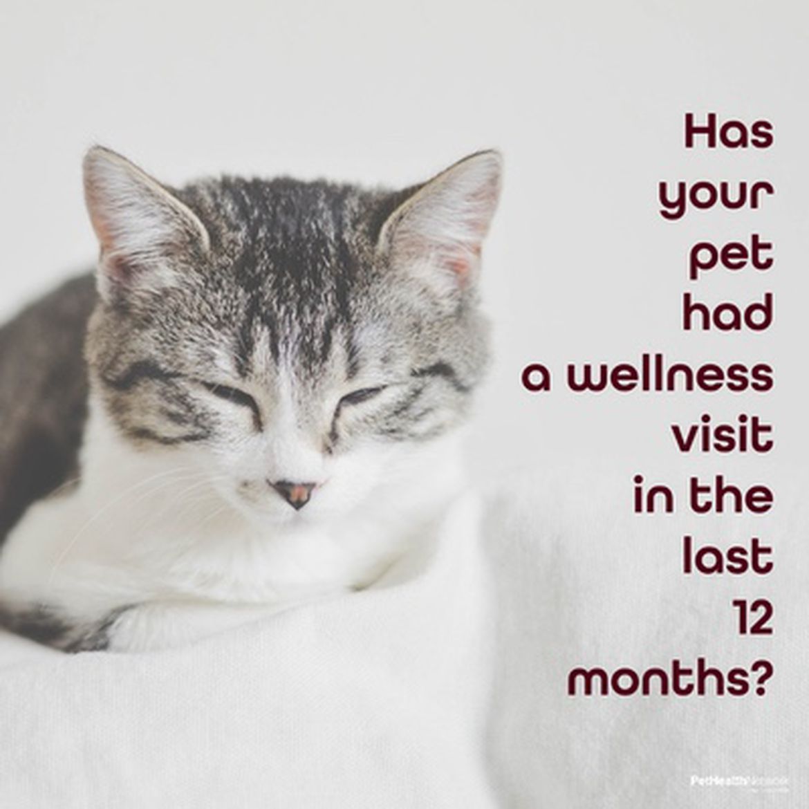 Social media post on the importance of 12-month wellness checks for your pet.