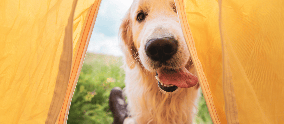Dog looking inside a tent.