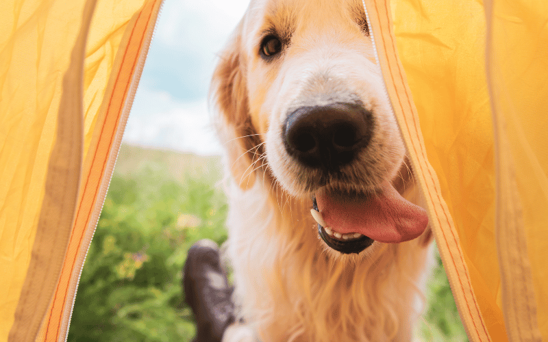 Dog looking inside a tent.