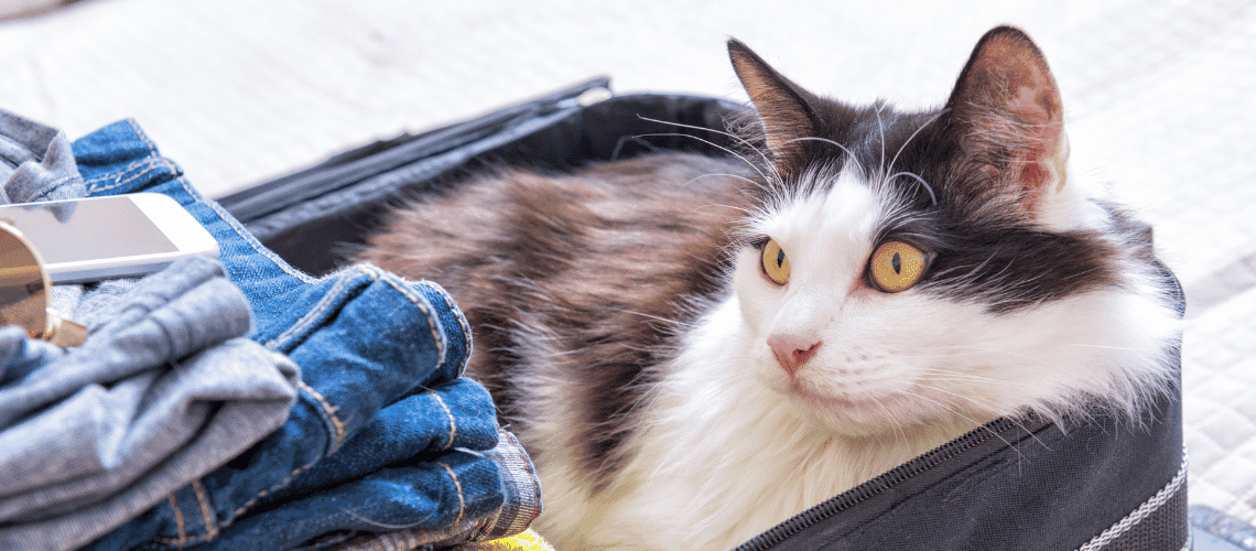Cat sitting suitcase.