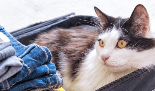 Cat sitting suitcase.