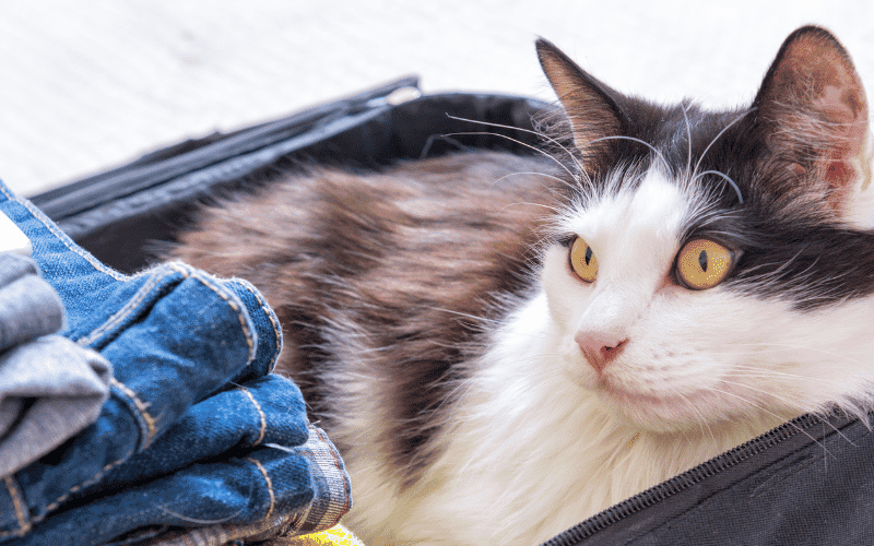 Cat sitting suitcase.
