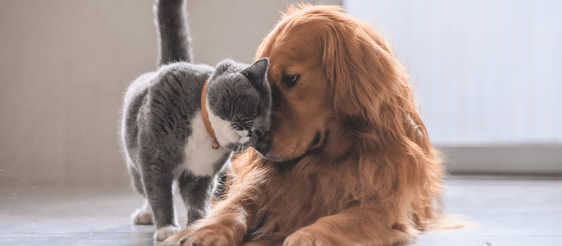 Dog and cat touching noses.