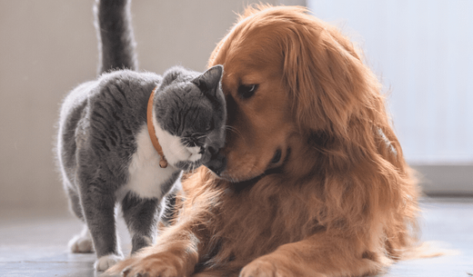 Dog and cat touching noses.