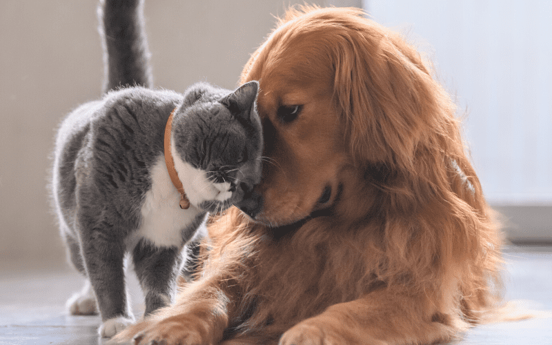 Dog and cat touching noses.