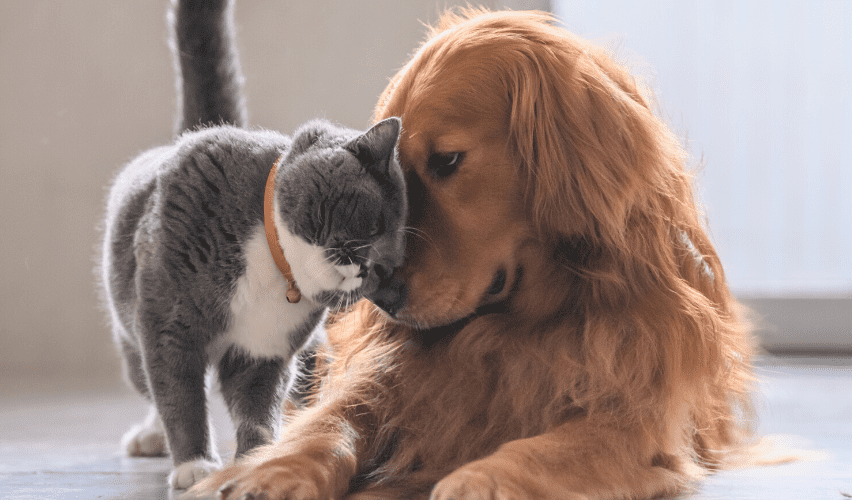 Dog and cat touching noses.
