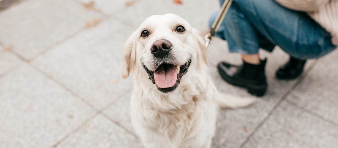 Smiling Golden Retriever sitting outside.