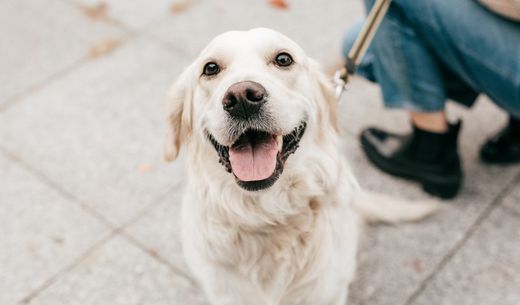 Smiling Golden Retriever sitting outside.