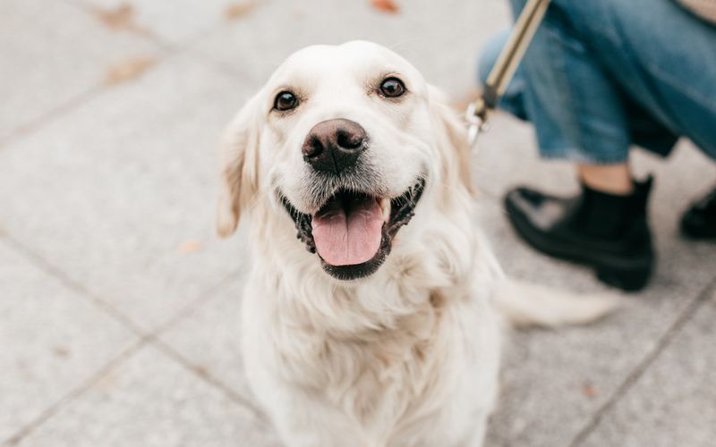 Smiling Golden Retriever sitting outside.