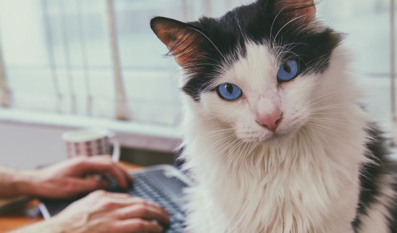 Black and white cat sitting on desk.