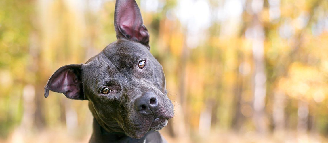 Dog with head tilted listening.