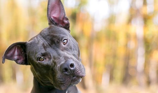 Dog with head tilted listening.