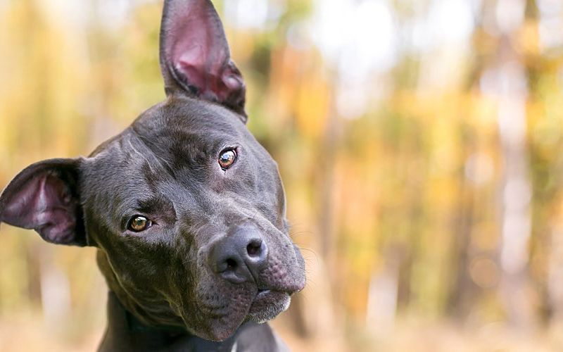 Dog with head tilted listening.