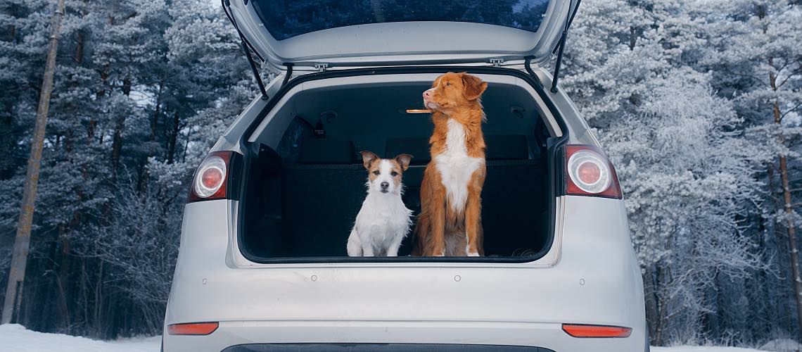 Two dogs sit inside the back of an SUV with the back door open.