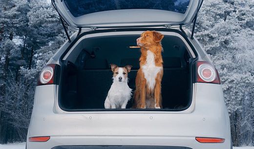 Two dogs sit inside the back of an SUV with the back door open.
