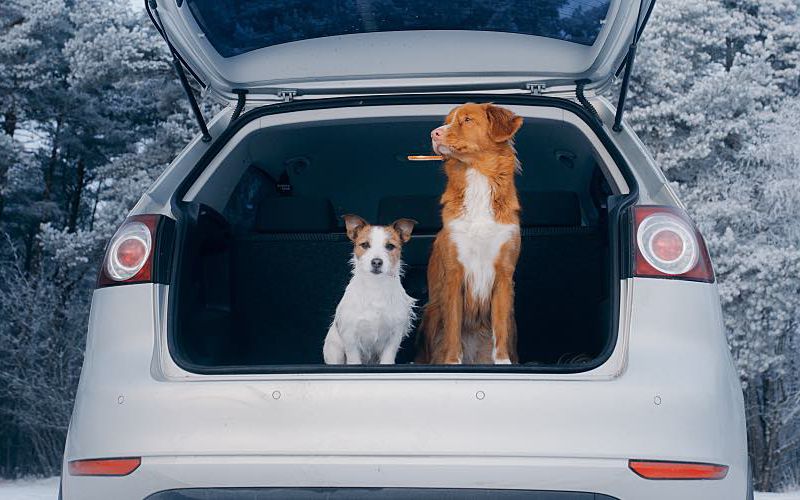 Two dogs sit inside the back of an SUV with the back door open.