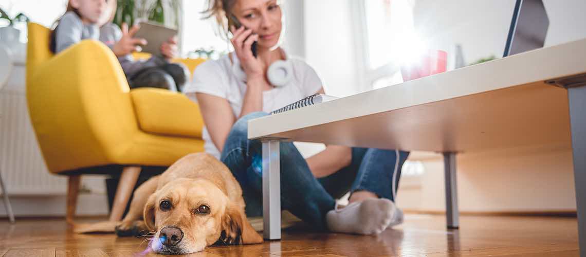Veterinary customer listens to clinic on-hold message.