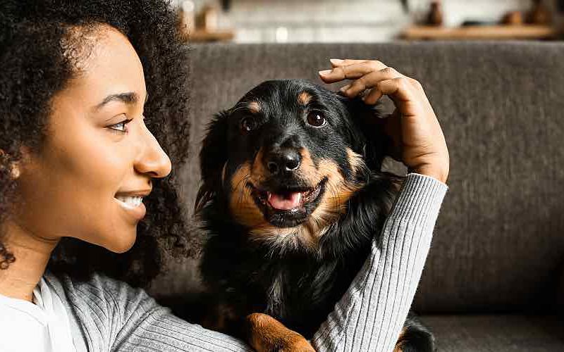 A pet owner petting a dog on a couch.