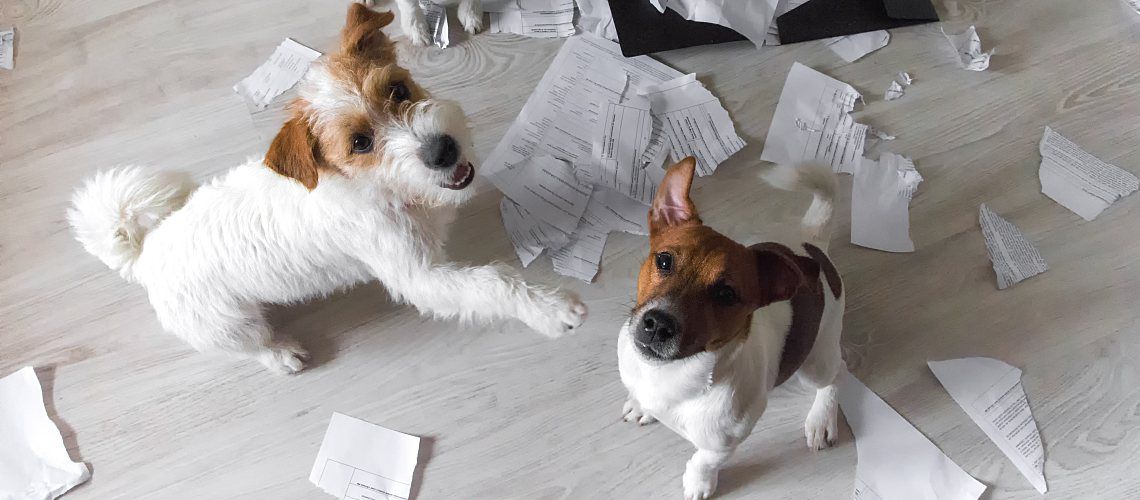 Dogs sitting in a mess of ripped up paper.