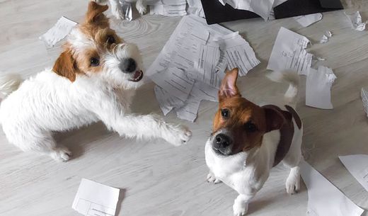 Dogs sitting in a mess of ripped up paper.