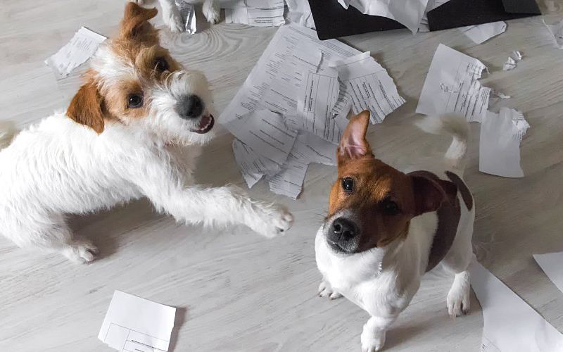 Dogs sitting in a mess of ripped up paper.