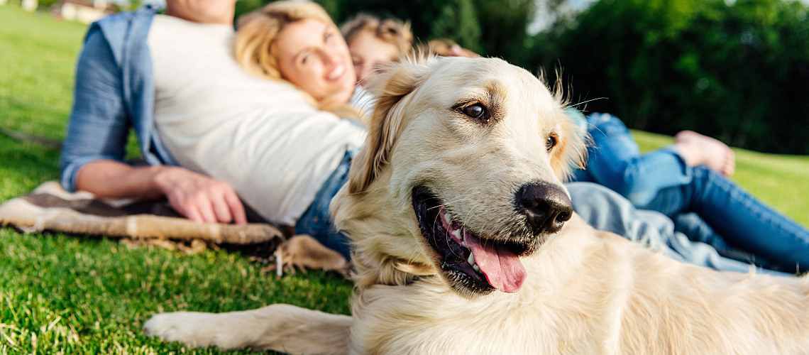 Family laying in grass with golden retriever.