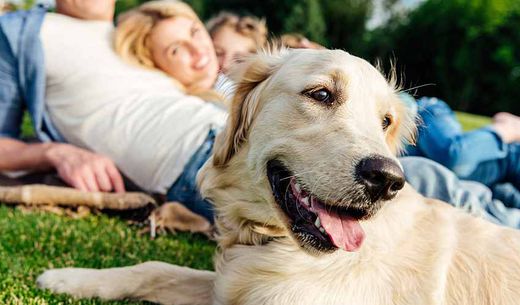 Family laying in grass with golden retriever.