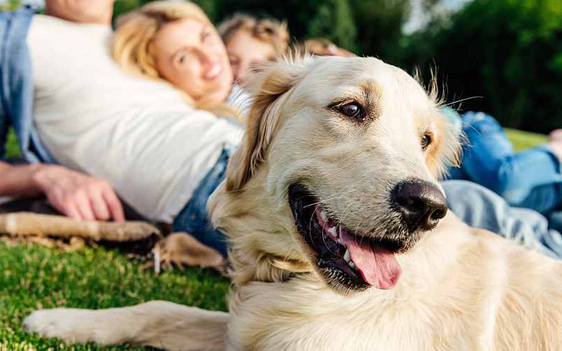 Family laying in grass with golden retriever.