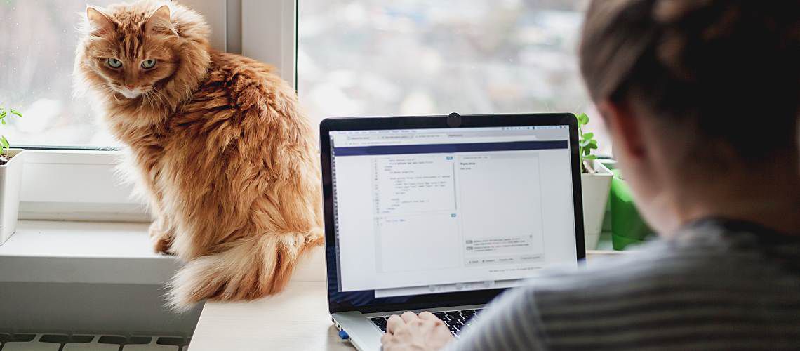 Orange cat looking at woman working on a laptop.