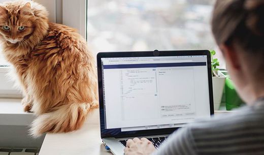 Orange cat looking at woman working on a laptop.