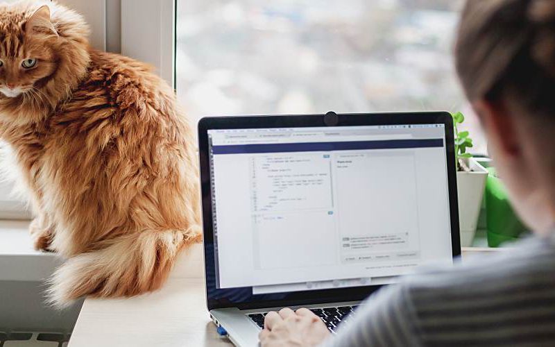 Orange cat looking at woman working on a laptop.