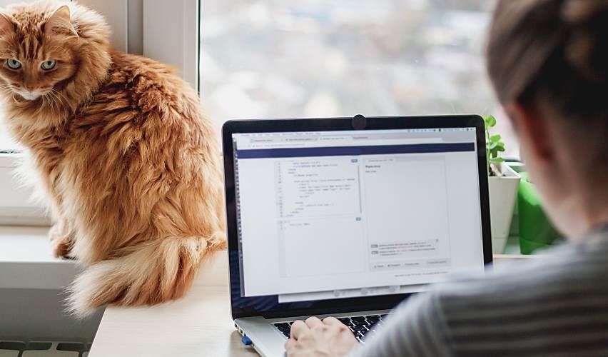 Orange cat looking at woman working on a laptop.