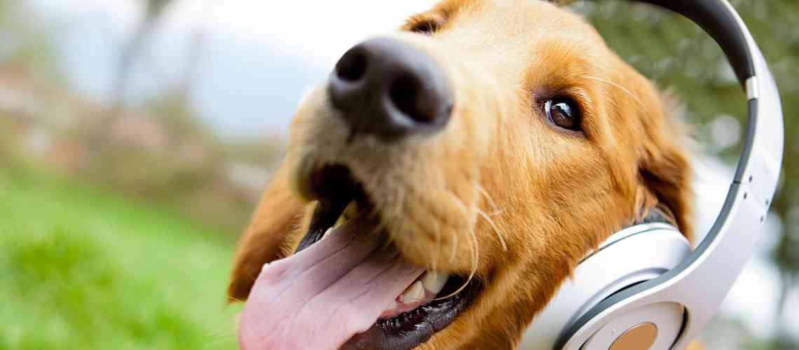 Golden retriever wearing headphones.