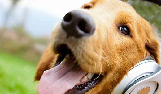 Golden retriever wearing headphones.