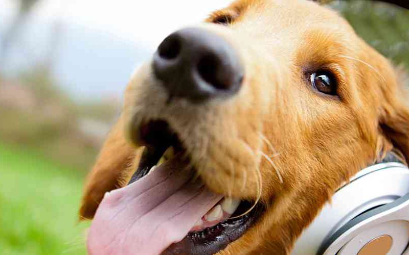 Golden retriever wearing headphones.