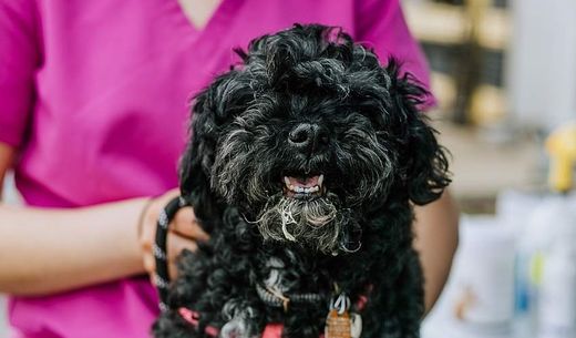 A vet tech in pink scrubs holds a black dog.