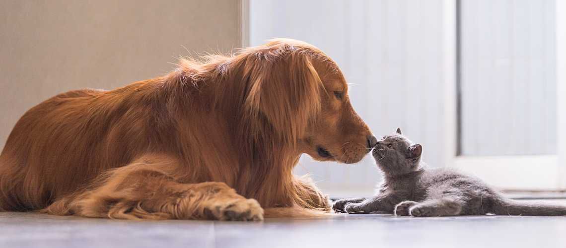 Dog and cat laying on floor and touching noses.