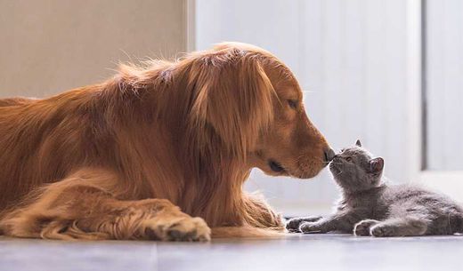 Dog and cat laying on floor and touching noses.