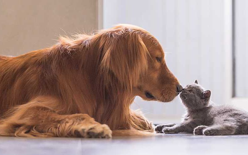 Dog and cat laying on floor and touching noses.