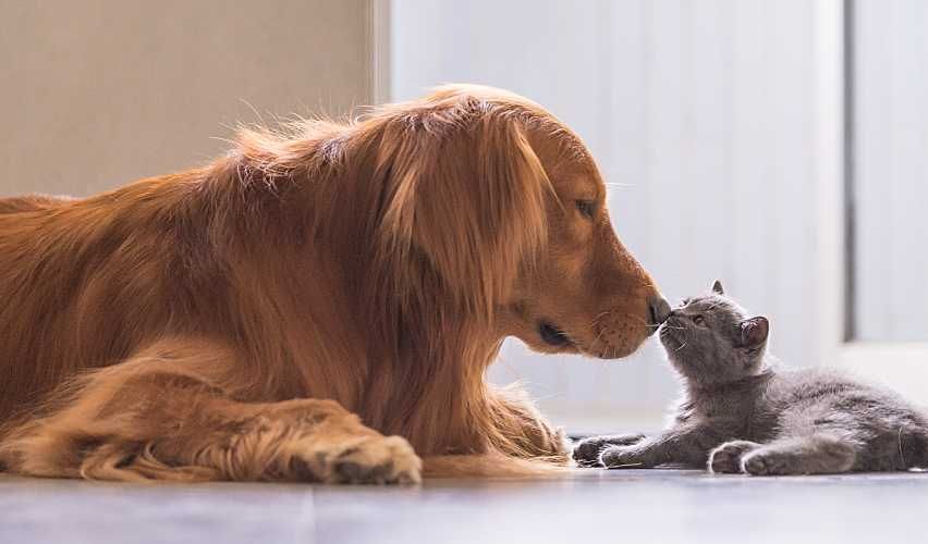 Dog and cat laying on floor and touching noses.